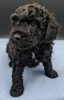 Adam 💚, a male Poodle - Miniature  for sale in Meta, MO – Photo 2 of 10