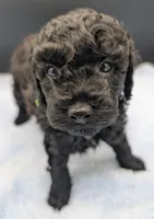 Adam 💚, a male Poodle - Miniature  for sale in Meta, MO – Photo 10 of 10