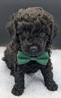 Adam 💚, a male Poodle - Miniature  for sale in Meta, MO – Photo 6 of 10