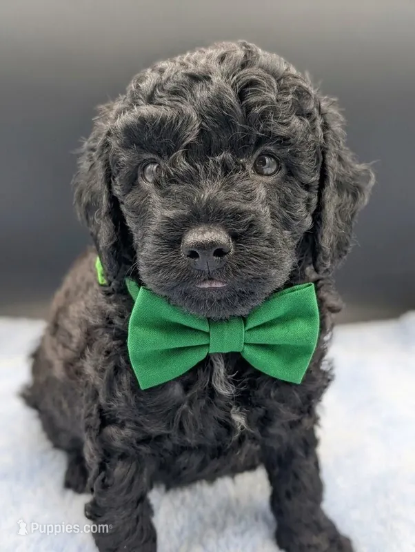 Adam 💚 – Poodle - Miniature  puppy for sale in Meta, MO