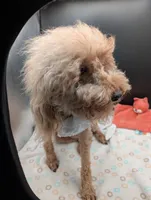 Scarlet Retired AKC Registered , a female Poodle - Miniature  for sale in Meta, MO – 10 of 10