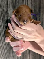 Grape 🍇, a female Poodle - Toy  for sale in Meta, MO – 2 of 10