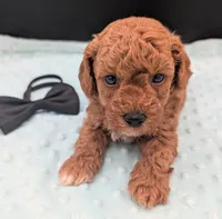 Snoopy 🖤, a male Poodle - Miniature  for sale in Meta, MO – 10 of 10