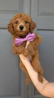 Grape 🍇, a female Poodle - Toy  for sale in Meta, MO – 3 of 10