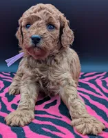 Ruth 💜, a female Poodle - Miniature  for sale in Meta, MO – Photo 2 of 10