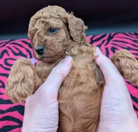 Ruth 💜, a female Poodle - Miniature  for sale in Meta, MO – Photo 8 of 10