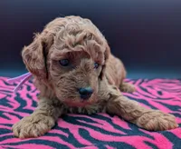 Ruth 💜, a female Poodle - Miniature  for sale in Meta, MO – Photo 7 of 10
