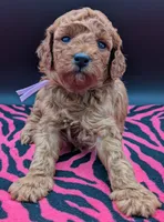 Ruth 💜, a female Poodle - Miniature  for sale in Meta, MO – Photo 3 of 10