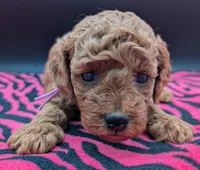 Ruth 💜, a female Poodle - Miniature  for sale in Meta, MO – Photo 6 of 10