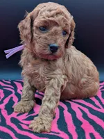 Ruth 💜, a female Poodle - Miniature  for sale in Meta, MO – Photo 1 of 10