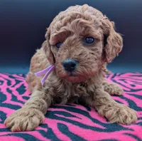 Ruth 💜, a female Poodle - Miniature  for sale in Meta, MO – Photo 5 of 10