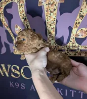 Barney 🤎, a male Poodle - Toy  for sale in Meta, MO – 8 of 10