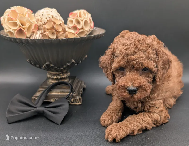 Woody 🤎 – Poodle - Miniature  puppy for sale in Meta, MO