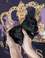 Rafiki 🖤, a male Poodle - Miniature  for sale in Meta, MO – 9 of 10