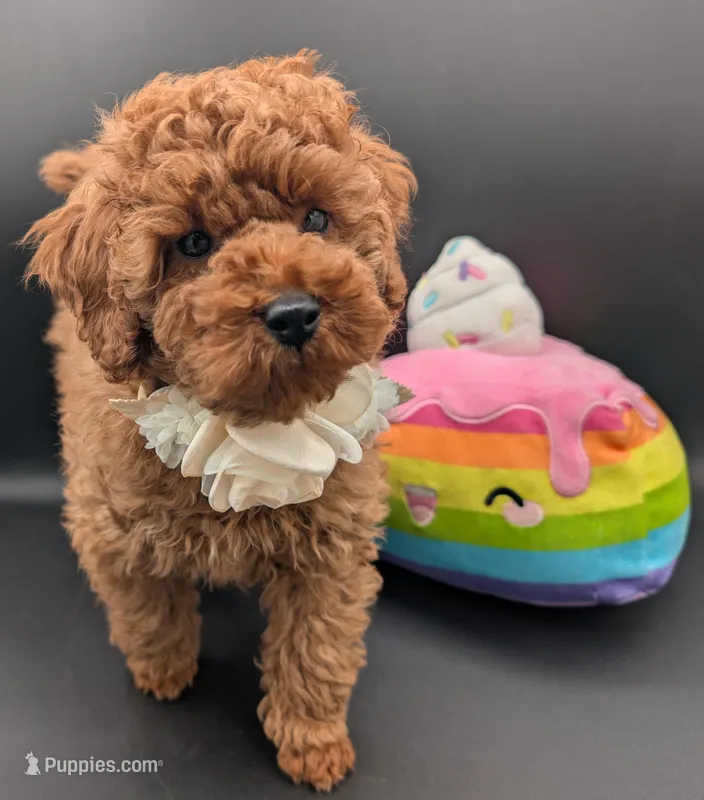 Cinnamon 💜 – Poodle - Toy  puppy for sale in Meta, MO
