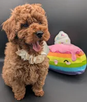 Cinnamon 💜, a female Poodle - Toy  for sale in Meta, MO – Photo 6 of 10