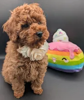Cinnamon 💜, a female Poodle - Toy  for sale in Meta, MO – Photo 7 of 10
