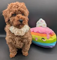 Cinnamon 💜, a female Poodle - Toy  for sale in Meta, MO – Photo 4 of 10