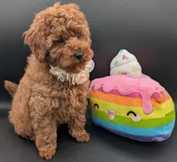 Cinnamon 💜, a female Poodle - Toy  for sale in Meta, MO – Photo 10 of 10