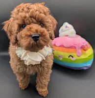 Cinnamon 💜, a female Poodle - Toy  for sale in Meta, MO – Photo 2 of 10