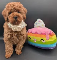 Cinnamon 💜, a female Poodle - Toy  for sale in Meta, MO – Photo 8 of 10