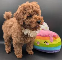 Cinnamon 💜, a female Poodle - Toy  for sale in Meta, MO – Photo 5 of 10