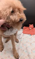 Scarlet Retired AKC Registered , a female Poodle - Miniature  for sale in Meta, MO – 6 of 10