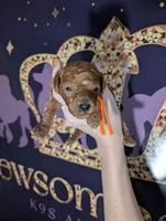 Pumpkin 🧡, a female Poodle - Toy  for sale in Meta, MO – 4 of 10