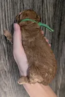 Pebbles 💚, a female Poodle - Toy  for sale in Meta, MO – 2 of 10