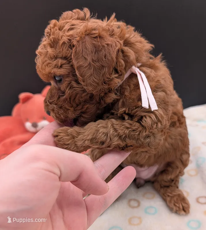 Watermelon 🍉 – Poodle - Toy  puppy for sale in Meta, MO