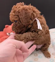 Watermelon 🍉, a female Poodle - Toy  for sale in Meta, MO – 1 of 10
