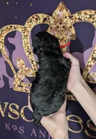 Simba ❤️, a male Poodle - Miniature  for sale in Meta, MO – 8 of 10
