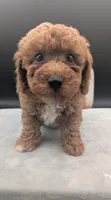 Snoopy 🖤, a male Poodle - Toy  for sale in Meta, MO – 4 of 10