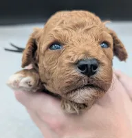 Snoopy 🖤, a male Poodle - Miniature  for sale in Meta, MO – 4 of 10