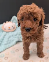 All Spice 🤎, a male Poodle - Toy  for sale in Meta, MO – 4 of 10