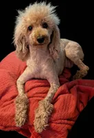 Scarlet Retired , a female Poodle - Miniature  for sale in Meta, MO – 2 of 10