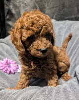 Sophie 💜, a female Poodle - Miniature  for sale in Meta, MO – 2 of 10