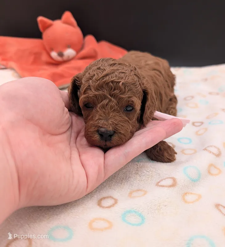 Bo Peep 🩷 – Poodle - Miniature  puppy for sale in Meta, MO