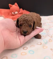 Bo Peep 🩷, a female Poodle - Miniature  for sale in Meta, MO – 1 of 10