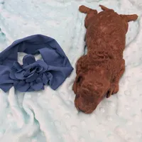 Caleb 🩵, a male Poodle - Miniature  for sale in Meta, MO – 6 of 10