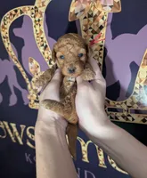 Raspberry 🩷, a female Poodle - Toy  for sale in Meta, MO – 6 of 10