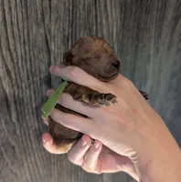 Rex 🦖, a male Poodle - Miniature  for sale in Meta, MO – 6 of 10