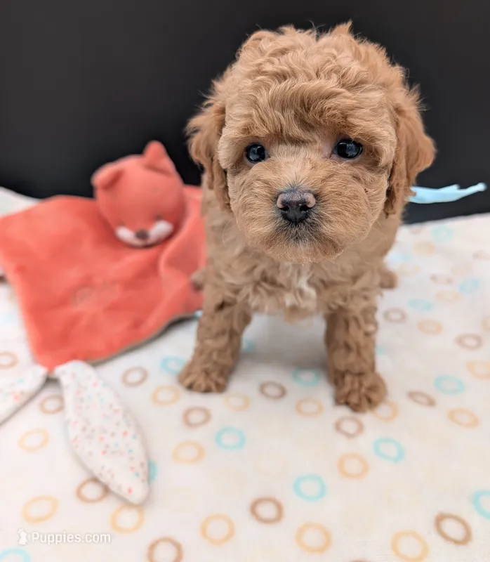 Betty 🩵 – Poodle - Toy  puppy for sale in Meta, MO