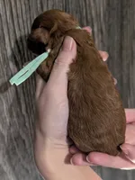 Green 🍏, a male Poodle - Toy  for sale in Meta, MO – 4 of 10