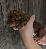 Barney 🤎, a male Poodle - Toy  for sale in Meta, MO – 7 of 10