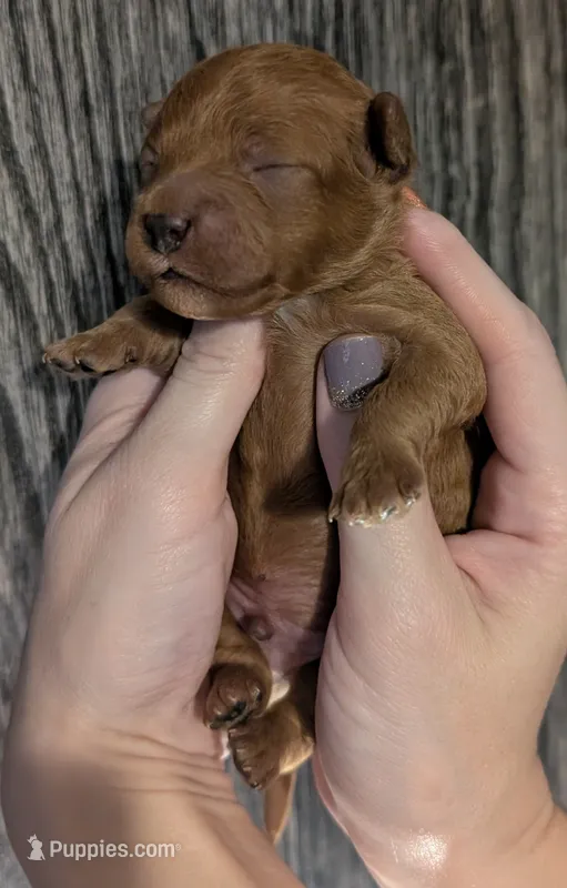 Mohawk 🩶 – Poodle - Miniature  puppy for sale in Meta, MO