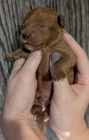 Mohawk 🩶, a male Poodle - Miniature  for sale in Meta, MO – 1 of 10