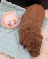 Mohawk 🩶, a male Poodle - Toy  for sale in Meta, MO – 6 of 10