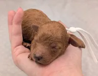 Cal 🤍, a male Poodle - Miniature  for sale in Meta, MO – 5 of 10