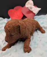 Cal 🤍, a male Poodle - Miniature  for sale in Meta, MO – 6 of 10